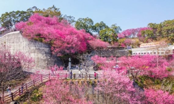 泰安櫻花季旅遊行程規劃全指南