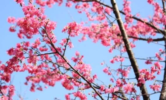 台灣櫻花季旅遊規劃：行程安排與實用貼士